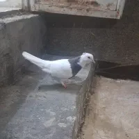 طوقی جوجه