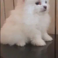 سه عدد سگ پامر خرسی اصیل|سگ|نسیم‌شهر, |دیوار