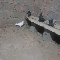 کبوتر پلاکی