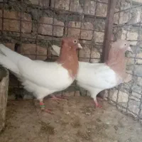 کفتر نقش|پرنده|بیرجند, |دیوار
