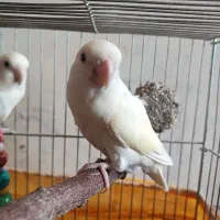 طوطی کوتوله برزیلی جفت رو تخم|پرنده|نجف‌آباد, یزدانشهر|دیوار