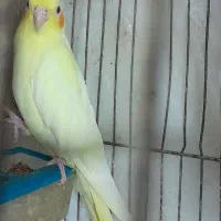 طوطی عروس ماده