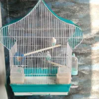 اجغت مرغ عشق با قفس