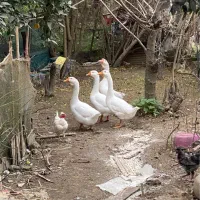 غوغاز سالم|حیوانات مزرعه|رشت, یخسازی|دیوار