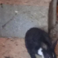 توله خرگوش|موش و خرگوش|لاران, |دیوار