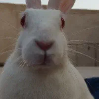 خرگوش سفید ماده دوساله