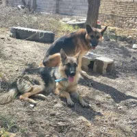 یک جفت سگ ژرمن گم شده|سگ|پاریز, |دیوار