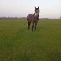 اسب سال ۴به۵