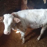 گوساله ماده سیمینتال|حیوانات مزرعه|بیلوار, |دیوار