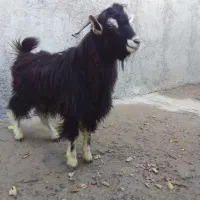 بزغاله