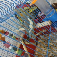 عروس هلندی|پرنده|محمدشهر, همایون ویلا|دیوار