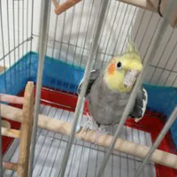 یک عروس هلندی نر سخنگو