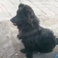 سگ شیتزو ،اشپیتز ،تریر