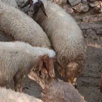 شک سنجابی اصیل|حیوانات مزرعه|سیروان, |دیوار