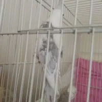 جفت عروس هلندی