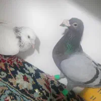 کفتر جفت المانی با کله سار
