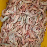 ماهی میگوخلیج فارس