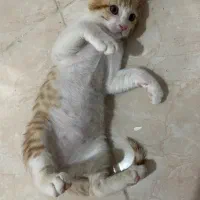 واگذاری دو عدد بچه گربه خونگی