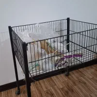 فروش رگال.ستون.نه تیله و|خدمات پیشه و مهارت|زاهدان, |دیوار