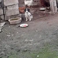 توله نر شکاری اصیل