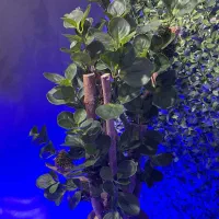 درختچه های زیبا و جذاب با برگهای مصنوعی تنه طبیعی|گل مصنوعی|بهشهر, |دیوار