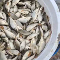 بچه ماهی کپور ،امور  و قزل الا