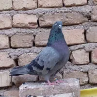 نر و ماده سبز دوخط آنتیک کلکسیونی ب شرط پرش بازی|پرنده|اصفهان, درب سیبه علیا|دیوار