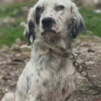 دنبلانی انگلیسی ستر