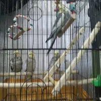 فروش چهار عدد عروس هلندی