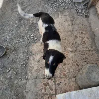 سک قدر جونی|سگ|اهواز, فرهنگ شهر|دیوار