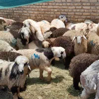 فروش گوسفند بره نر ۳۰تا۸۰کیلو