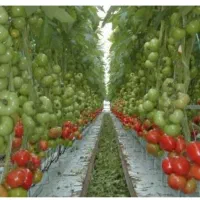 نیاز به سرمایه گذار جهت تاسیس گلخانه