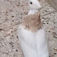طوقی ماده هفرنگ