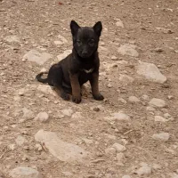 مالینویز|سگ|صدرا-فارس, فاز ۱|دیوار