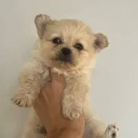 سگ پامر|سگ|مهاباد (آذربایجان غربی), |دیوار