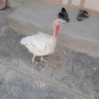 بوقلمون ماده