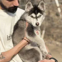 سگ نژادهاسکی روسی ۶ ماهه