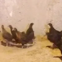 ۱۰۰ عدد جوجه جهادی و گلپایگانی دوماهه واکسن خوردن