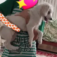 فروش سگ توافقی