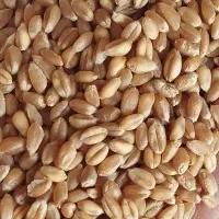 بذر گندم پیشگام
