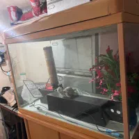 فروش آکواریوم کامل با میز و لوازم|ماهی|رشت, حمیدیان|دیوار
