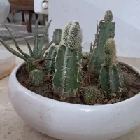 گل آپارتمانی|گل و گیاه طبیعی|یزد, |دیوار