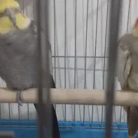 عروس هلندی|پرنده|اسلامآباد غرب, |دیوار