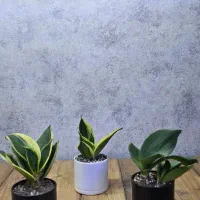 گیفت سانسوریا|گل و گیاه طبیعی|شاهین‌شهر, نبوت|دیوار