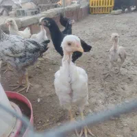 جوجه لاری