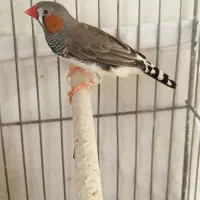 فنج زبرا نر سالم