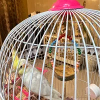 عروس هلندی سخنگو نر