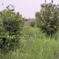 فروش باغ ۵۷۰۰متری در دزفول روستای شوهان علیا|فروش دفتر صنعتی، کشاورزی، تجاری|دزفول, |دیوار