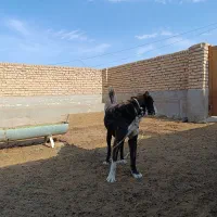 سگ رمگی|سگ|فریمان, |دیوار