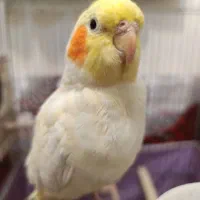 یک جفت عروس هلندی